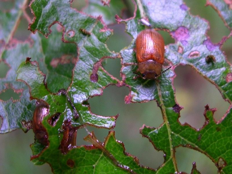 Coleottero Crisomelide Gonioctena cf. quinquepunctata